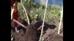 пересадка сливы