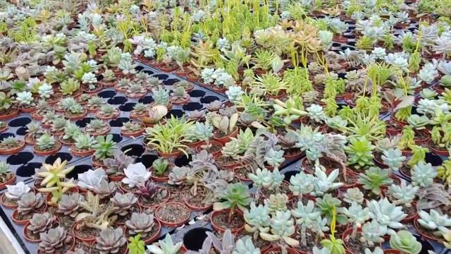 A Sea of Cactus. Road trip to Florida Cactus Inc in Apopka смотреть онлайн
