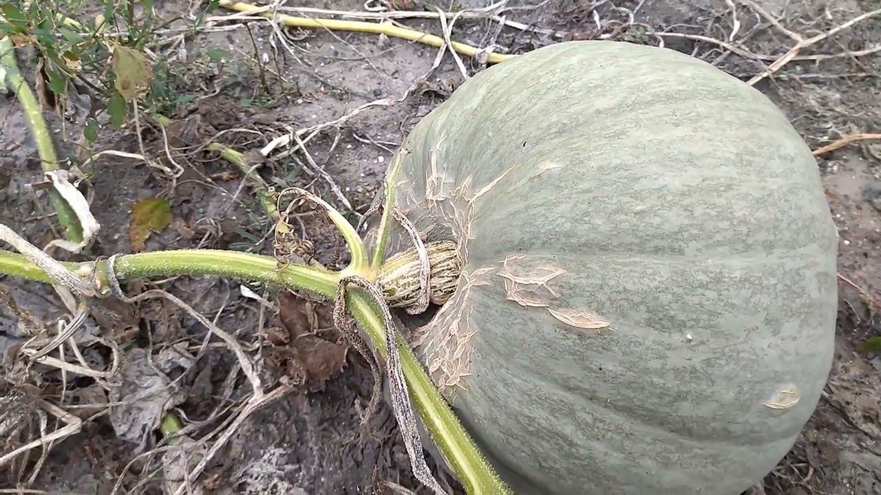 Дождь отменяется...показываю тыкву смотреть онлайн