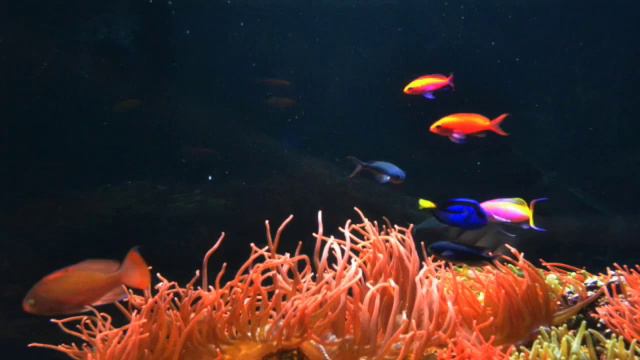 Happy Meal смотреть онлайн