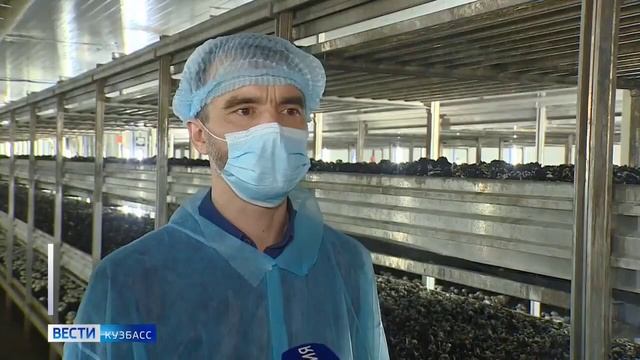 Выращивание грибов, новости смотреть онлайн