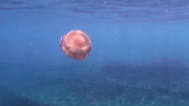 NoTanx Freedive "beyond paradise" in Sea Urchin City смотреть онлайн