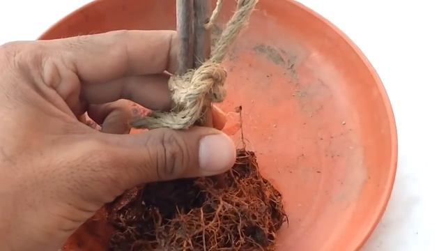 Bougainvillea Bonsai - Two Bougainvillea Plant Together, How To Make Bougainvillea Bonsai