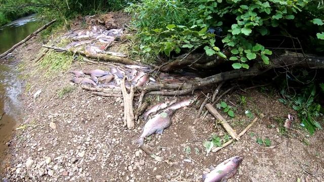 На таежной речушке // Горбуша идет на нерест смотреть онлайн