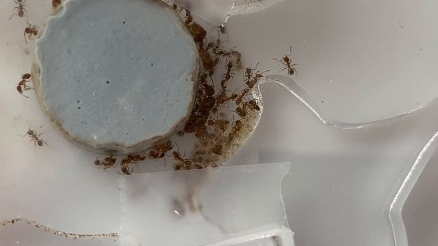 CÓMO CONSEGUIR UNA HORMIGA REINA (FÁCILMENTE) - TUTORIAL Y TRUCOS - EL PLANETA DE LAS HORMIGAS смотреть онлайн