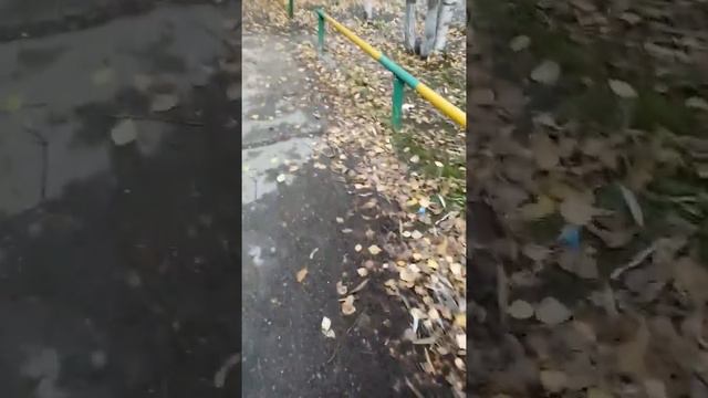 Лиса в Сургуте смотреть онлайн