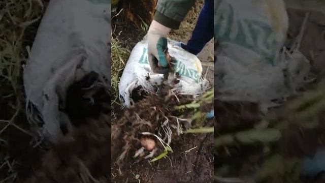 Результаты выращивания картофеля в мешках ч. 2 смотреть онлайн