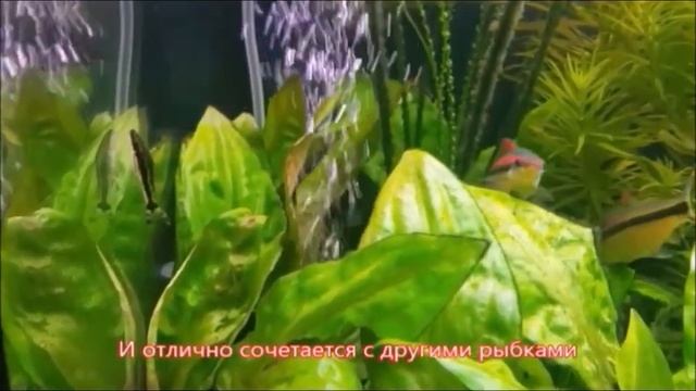 Редкие и эксклюзивные барбусы - козуатис, денисони, арулиус, гло, рубиновый, черный, молот, шуберта смотреть онлайн