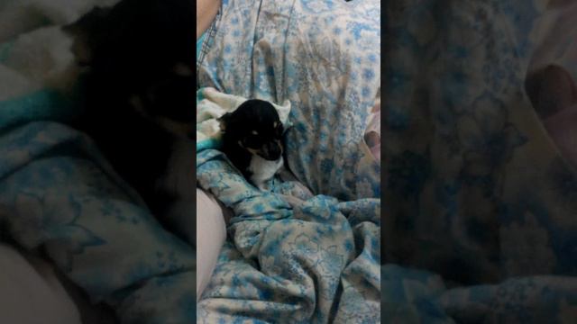 Чихуахуа ругают. смотреть онлайн