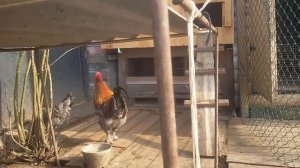 ИНДОУТКИ ЗАНЕСЛИМЬ. Убирать яйцо или оставить  в гнезде?