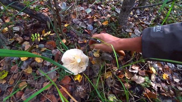 Строительные Шедевры