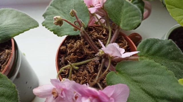 как сделать цветение фиалки долгим и пышным смотреть онлайн