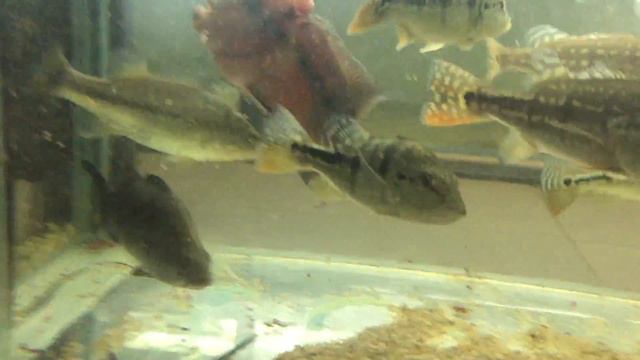 Баррамунди (Lates Calcarifer - Barramundi) 1