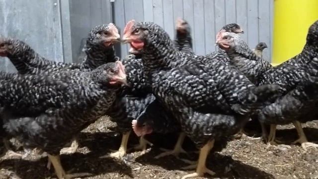 ГризБар (цветной бройлер)