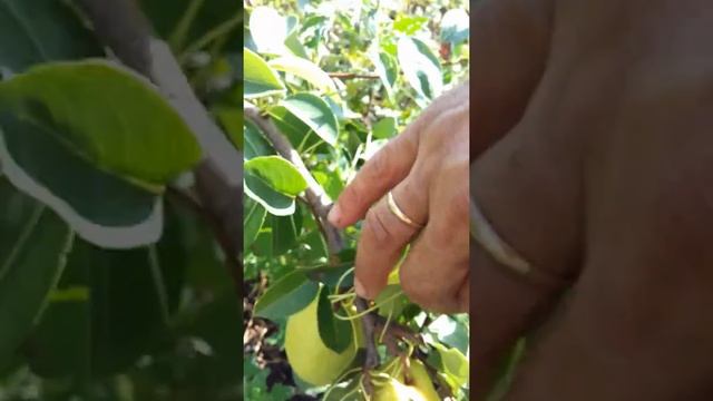 Французская Груша. смотреть онлайн