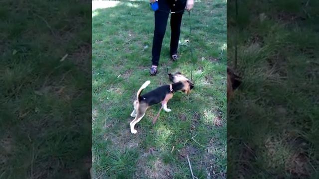 Бигль и неведомый зверек.