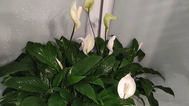 Горячий душ для спатифилума (женское счастье) смотреть онлайн