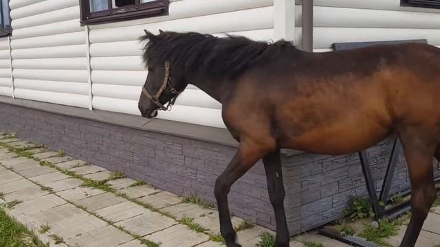 Волк Бран, Вуди и другие щенки и волчата нашего парка. смотреть онлайн