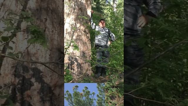 2-вух ВЕКОВОЙ КЕДР КЕДР не растет в ВЫСОТУ а растет в ТОЛЩИНУ Обнимая КЕДР получаешь ЗАРЯД ЭНЕРГИИ. смотреть онлайн