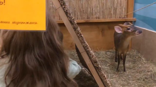 Трогаю скунса !!!!Контактный зоопарк Макки Пакки Одесса. vlog смотреть онлайн