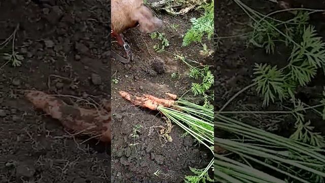 такса помогает копать 🥕 смотреть онлайн