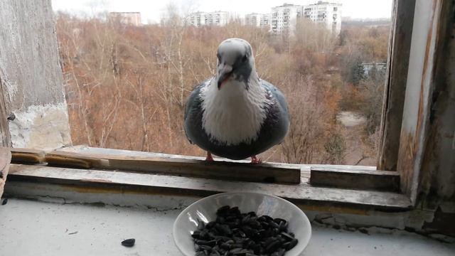 [ASMR] Необычный голубь ест семечки на окне / Unusual pigeon eats seeds on the window смотреть онлайн