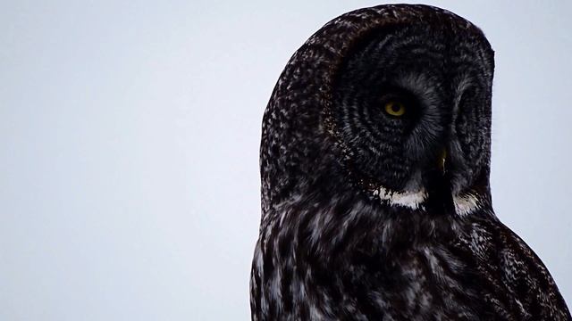 Great Gray Owl- The worlds largest owl. смотреть онлайн