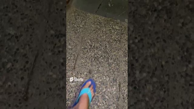 Тот самый летающий таракан. (Турецкий)