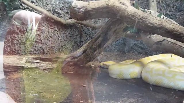 Chapultepec Zoo, Zoológico de Chapultepec, Mexico City Mexico Best Tour 17 Python (Like & Subscribe смотреть онлайн