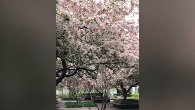 The Sasaki Garden смотреть онлайн