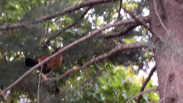 Курицы спят на хвойном дереве. Отдых в Турции, Кемер смотреть онлайн