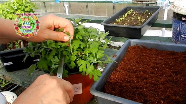 Как весной размножить хризантемы с помощью материнских кустов? смотреть онлайн