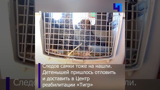 В Приморье спасли двух котят дальневосточного леопарда, которые отбились от матери смотреть онлайн
