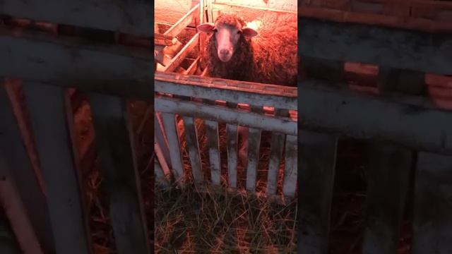 ОТСЮДА ЕСТЬ ПОШЛА УДМУРТСКАЯ ОВЦА. СПК "Молния" (д. Бобья-Уча, Малопургинский район, Удмуртия) смотреть онлайн