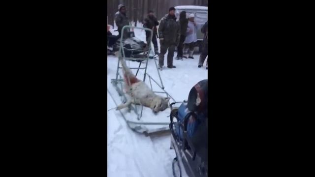 Директора свердловского Департамента охоты поймали на незаконной охоте в природном парке смотреть онлайн