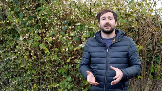 Lonicera Fragrantissima, hai mai sentito un profumo tanto buono? смотреть онлайн