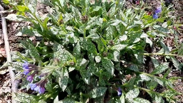 Роза ПРИНЦ МОНАКО , АСПИРИН , ГРАНДИФЛОРА РОЗЕНШТАДТ ФРАЙЗИНГ , зимовала на отлично ! смотреть онлайн