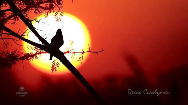 Соловей поет на закате дня ? Как красиво поёт соловей слушать пение соловья в лесу смотреть онлайн