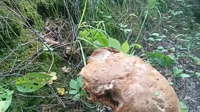 Шашлыки на мангале! Золотой Уголь! Грибы в лесу! Парапланеристы в небе! Отдых на даче 5+ смотреть онлайн