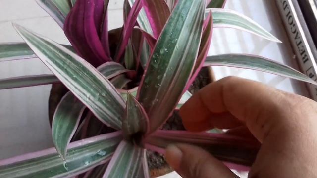 TRADESCANTIA SPATHACEA "TRICOLOR" - HOUSEPLANT CARE GUIDE | PLANT OF THE DAY || BLOOMING BEE смотреть онлайн