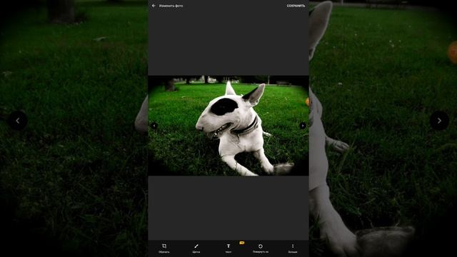 бультерьер самый опасный пёс смотреть онлайн