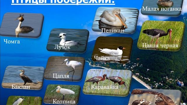 Птицы Краснодарского края смотреть онлайн