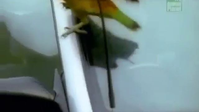 Попугай кеа и машина смотреть онлайн