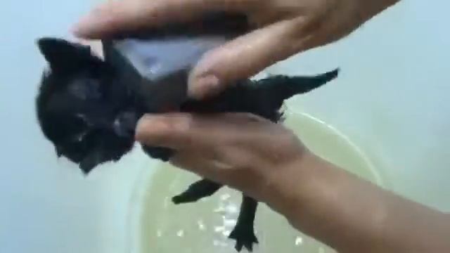 Блохи у маленьких котят. Выводим без химии. смотреть онлайн