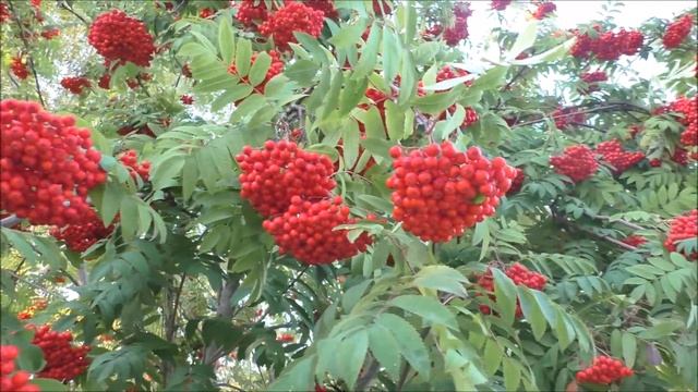 Кудрявая рябина - налилися гроздья соком вешним. Автор видео Елена Цыганова 24 09 21г смотреть онлайн