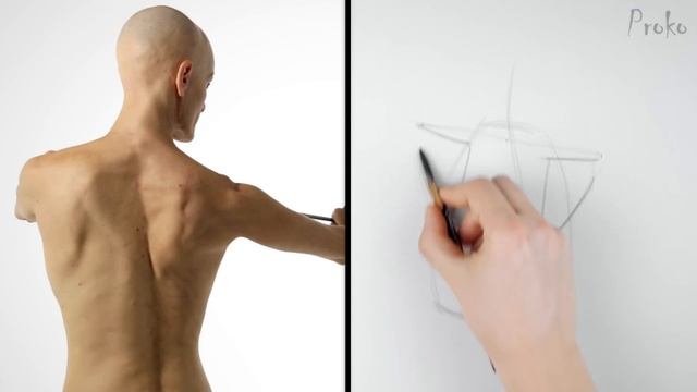 How to Draw the Shoulder Bones смотреть онлайн