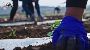 Вот Что Добавить В Почву И Чем Пролить Если Мох Заполонил Участок!