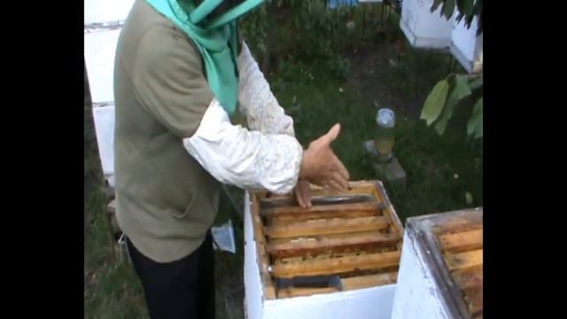 Обработка пчел щавелевой кислотой от клеща Варроа | 166. 00 смотреть онлайн