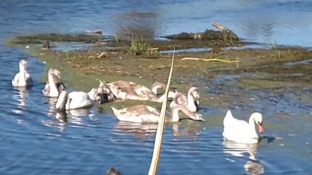 Лебеди на реке. Река Хомора, октябрь. смотреть онлайн