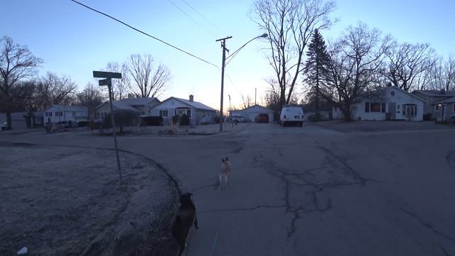 Утренние песни птиц, гуляем с собаками смотреть онлайн